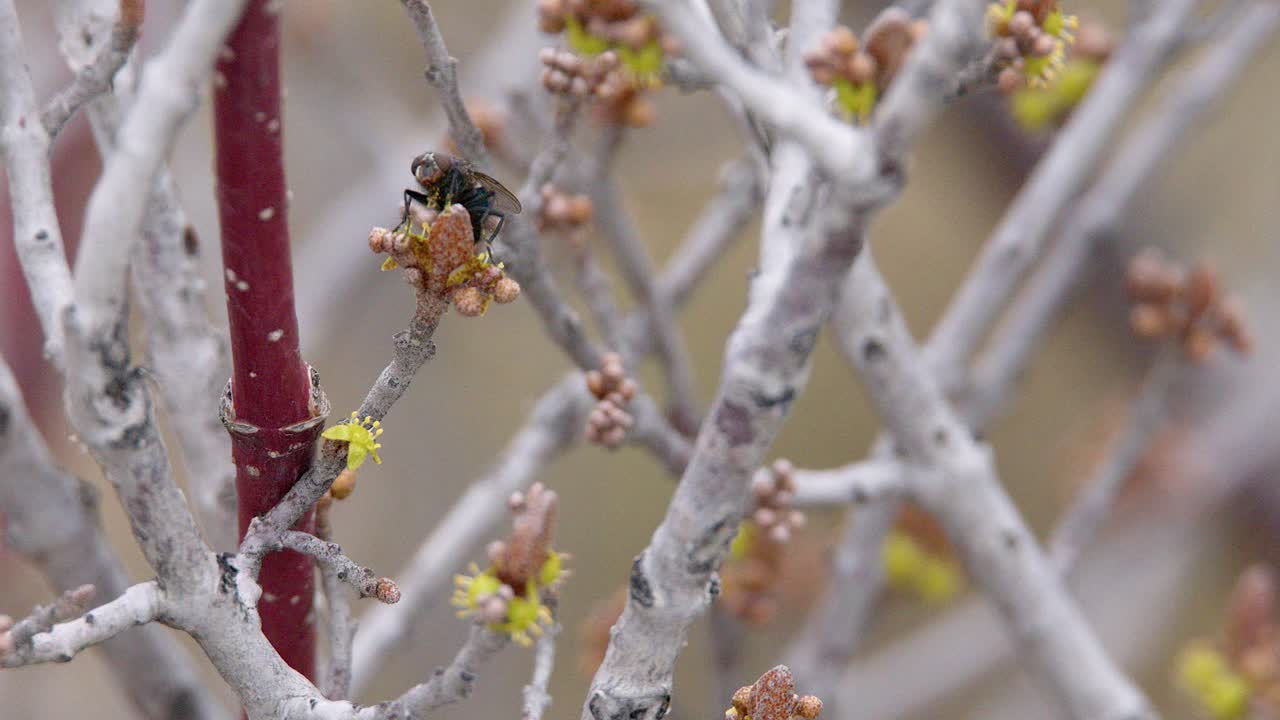 al alimentarse de flores de arbustos amarillos, la mosca de la botella está cubierta de polen