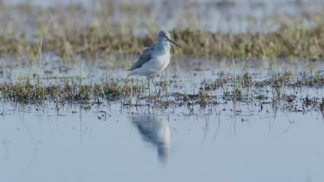 Common-greenshank-feeding-in-wetlands-flooded-meadow-during-spring-migration