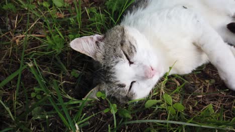 cat resting in the grass on summer time