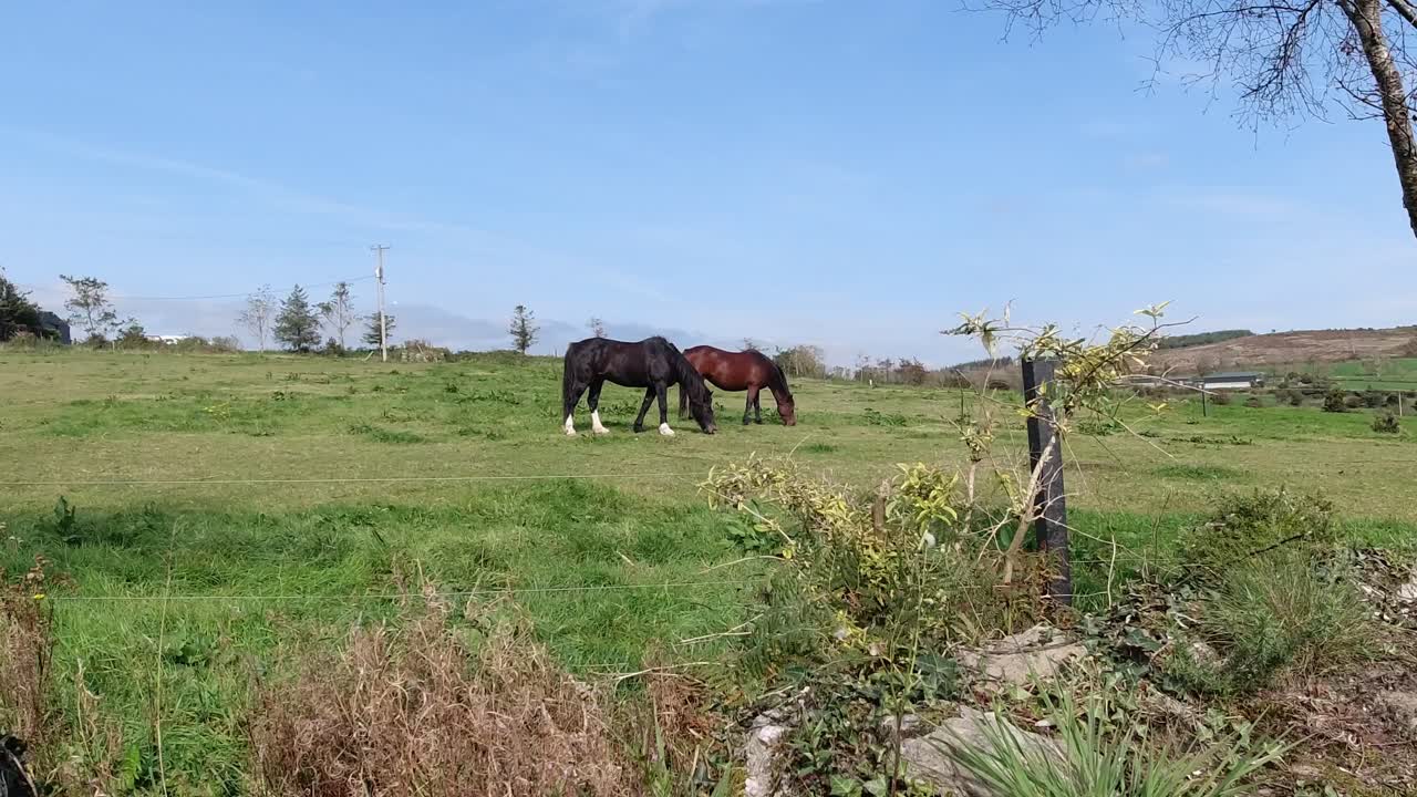 caballos en un prado en irlanda en un cálido día de primavera