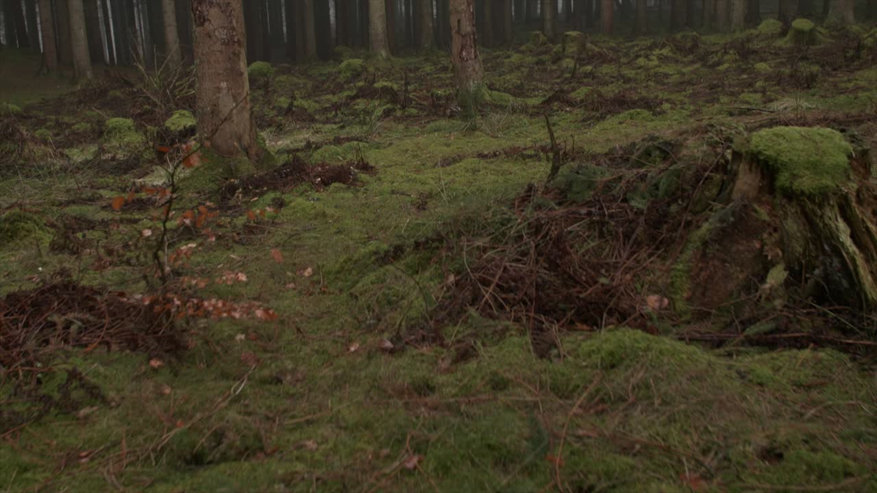 inclinación hacia arriba desde el suelo del bosque