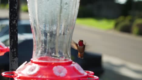 Hummingbird-looks-for-food-in-garden-feeder,-local-street-in-background