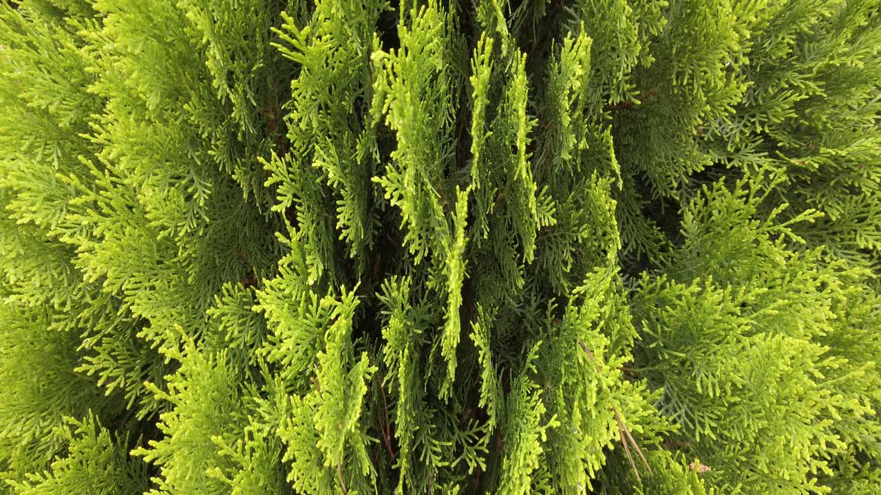 thuja verde fresco con forma vertical de hojas, tiro inclinado