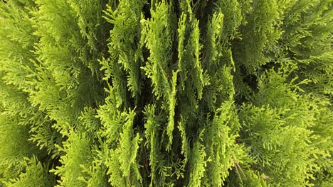 세로 모양의 잎이 있는 신선한 녹색 thuja, 틸트 샷