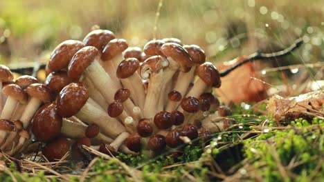 armillaria pilze von honig agaric in einem sonnigen wald im regen.