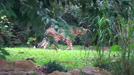 이국적인 야생 큰 고양이, 아시아 치타, acinonyx jubatus venaticus가 은신처로 걸어가는 덤불을 엿보고, 샷 후 핸드헬드 동작