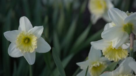 narcissus blooming in the city park