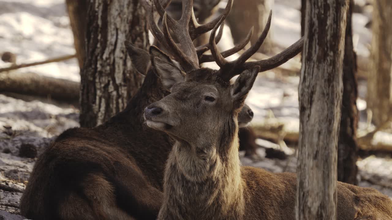 vista de cerca de la cabeza y las astas de los ciervos rojos, fondo del bosque, fauna en portugal