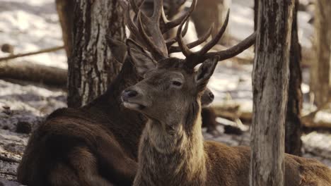 red deer head and antlers closeup view, forest background, fauna in portugal