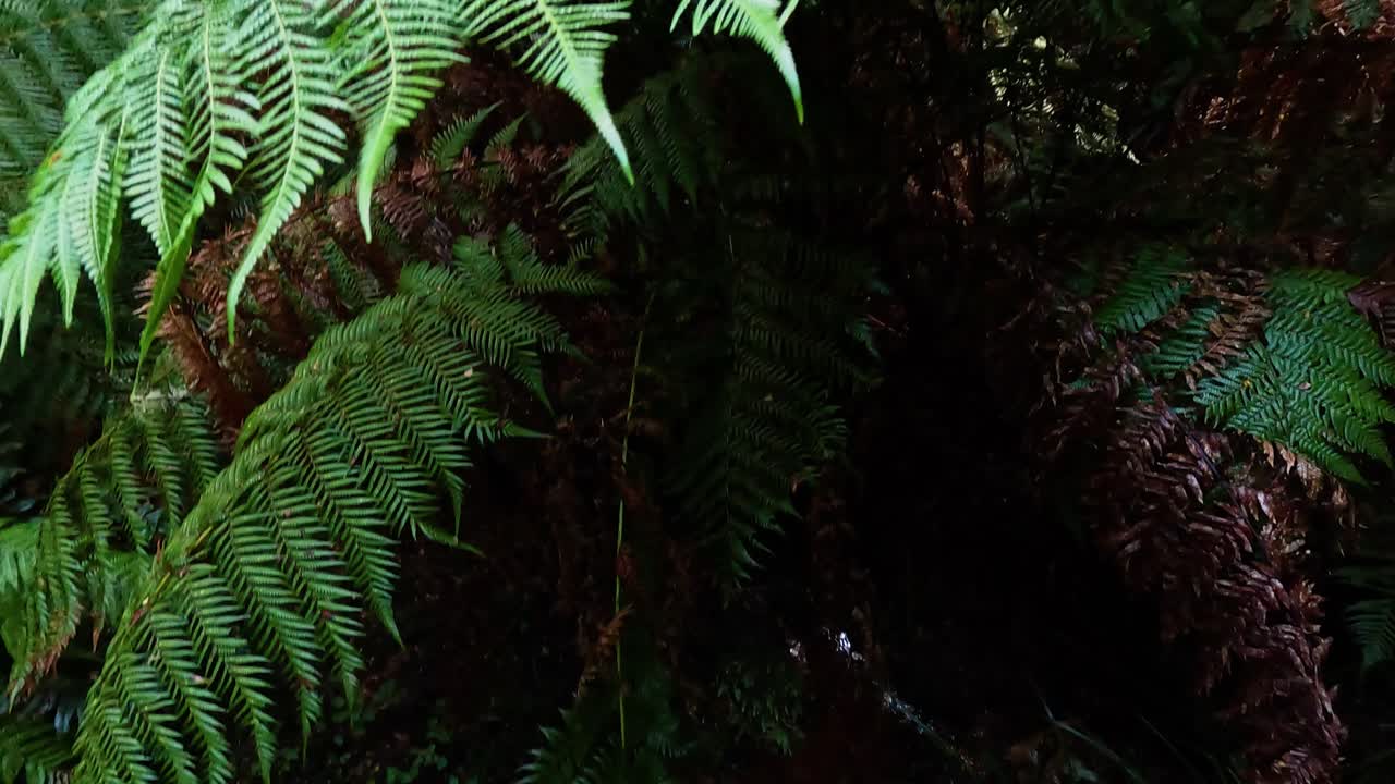 Felci verdi lussureggianti in una fitta foresta pluviale