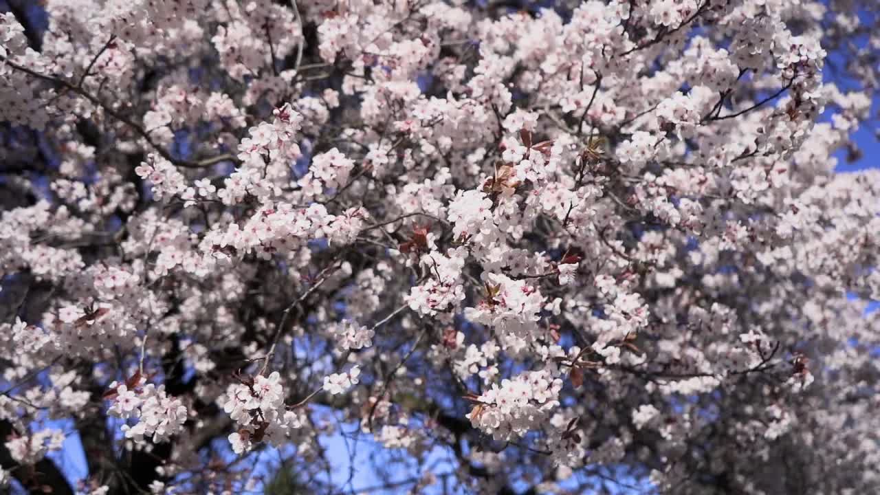 paisaje de la flor de cerezo