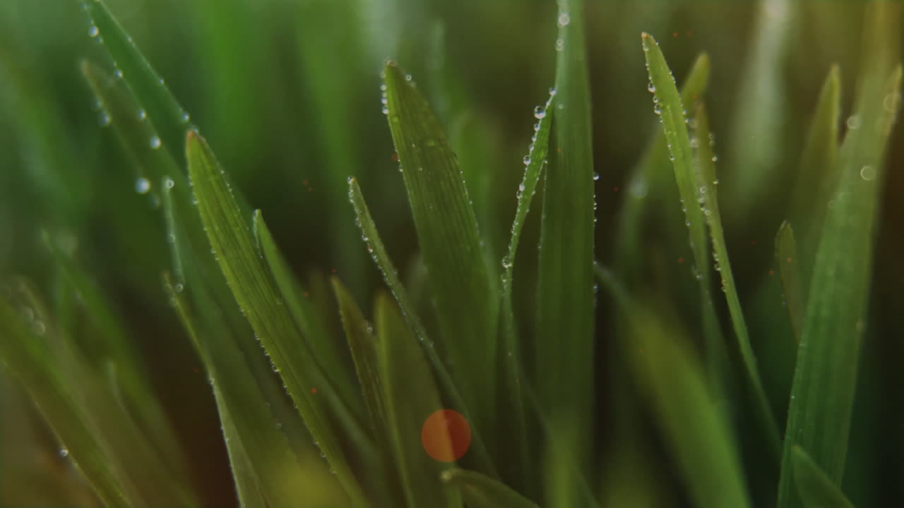 Dewdrops on vibrant green grass blades shining in natural light