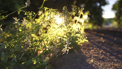 Clásico-Jardín-Español,-Verde-Y-Brillante-Con-Muchas-Plantas-Y-Flores-Al-Amanecer-Y-Al-Atardecer-En-Cámara-Lenta