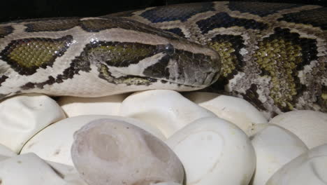 Female python overseeing her eggs in nest