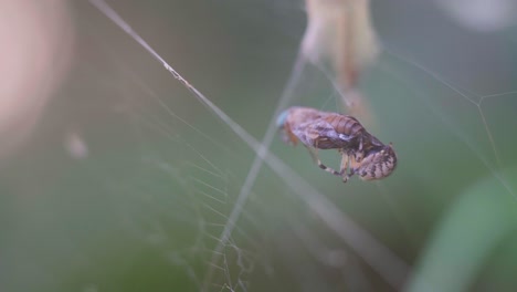 medium closeup of a metepeira spider feeding from a dipteran caught on her web