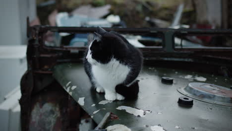 cute pet cat resting on top of old car in derelict place