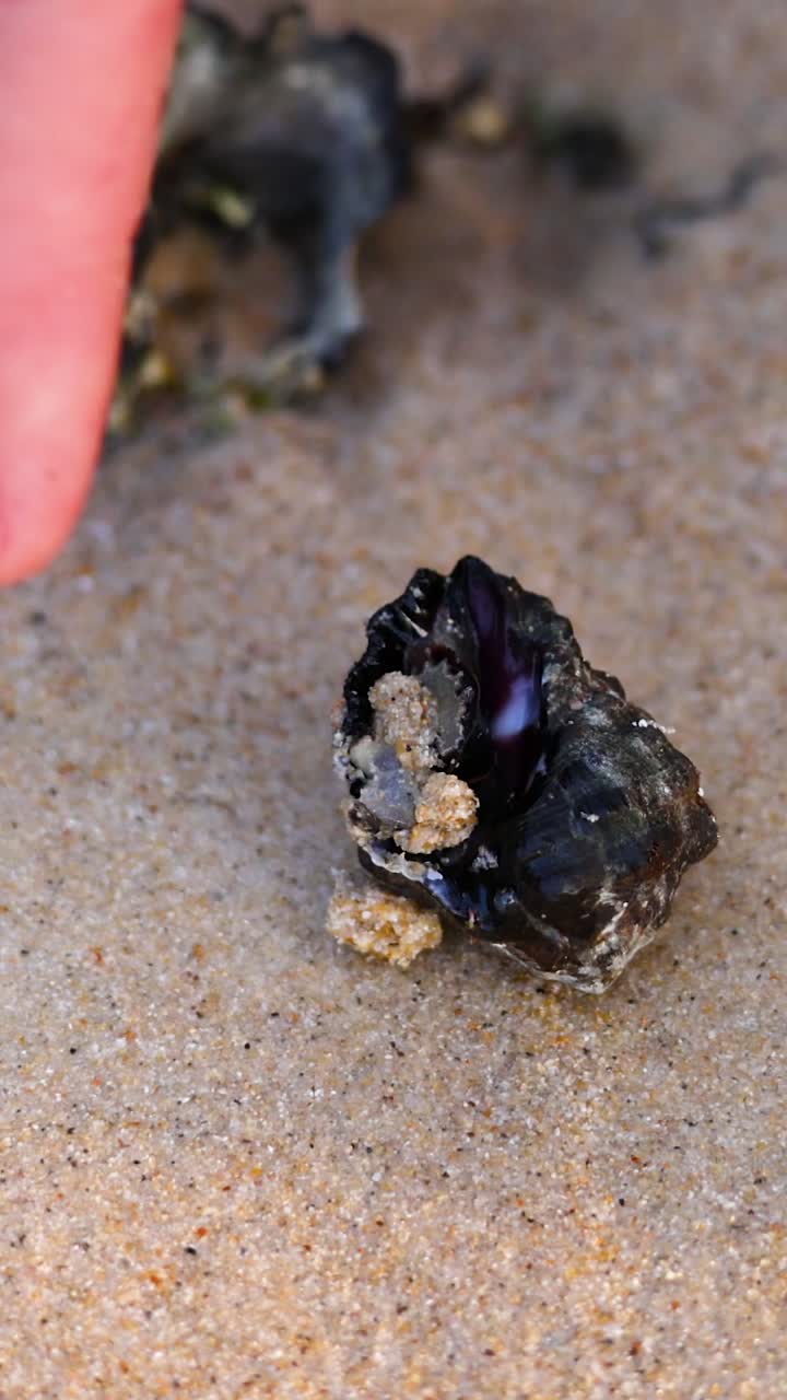A person's finger gently touches a dark, textured seashell resting on a sandy beach