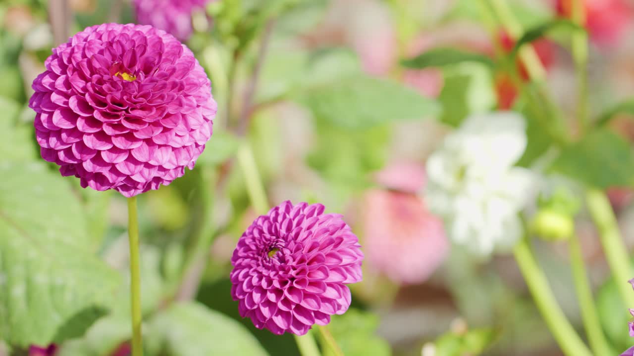Two pink dahlia flowers in sharp focus, sunlit, with blurred garden background, minimal camera movement