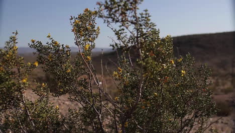 desert bush with yellow flowers