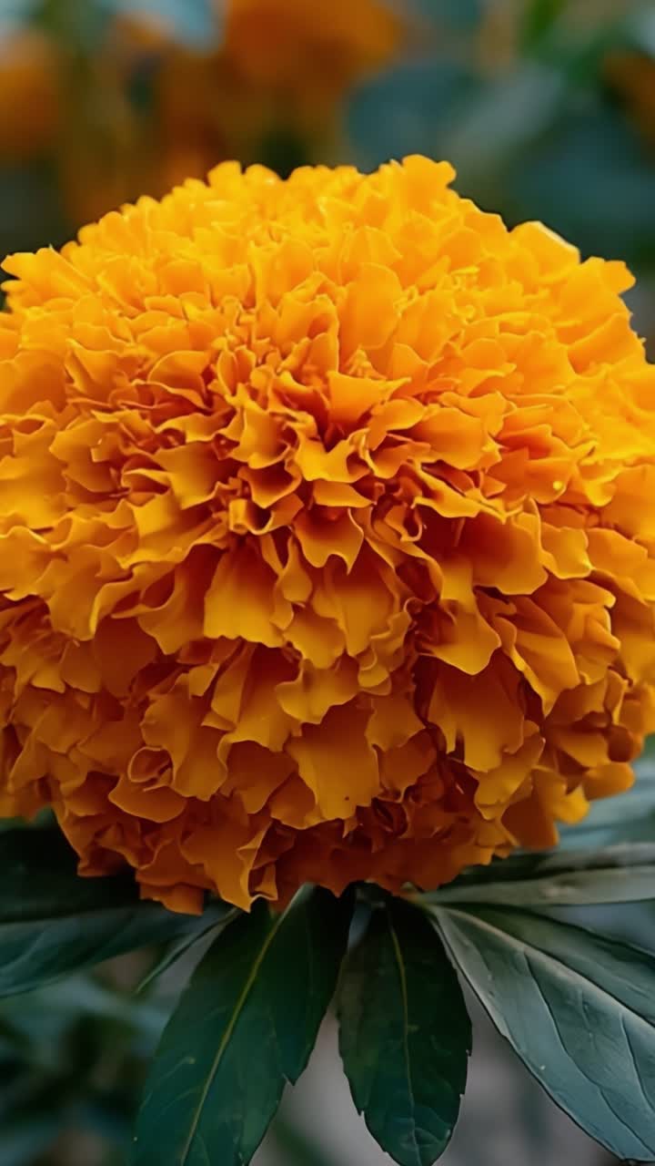 Uma Explosão Vibrante de Laranja: Belo Close-up de uma Flor de Calêndula Exibindo suas Pétalas Exuberantes e Franzidas e Folhagem Verde em um Cenário de Jardim.