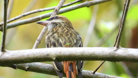 Brown-streaked-flycatcher-perched-calmly-on-a-tree-branch-in-a-lush-forest,-detailed-view