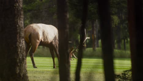 elk bull male digging with antlers on a lawn