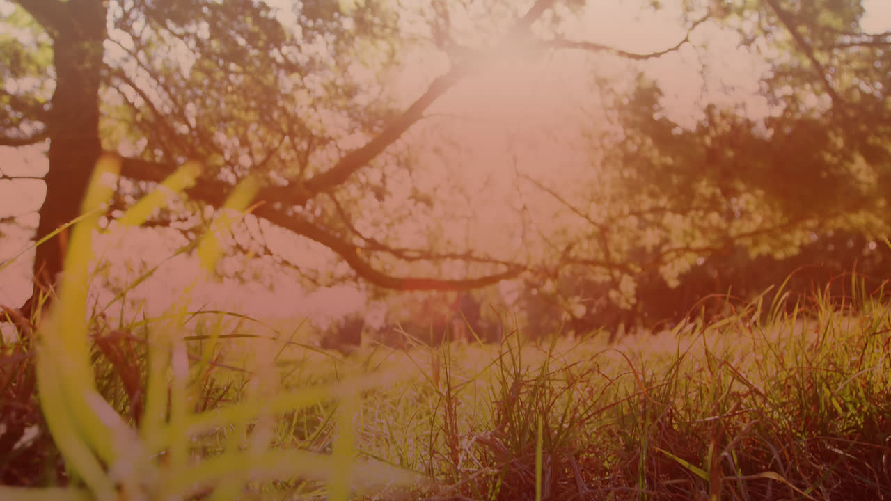 video de hierba y árboles con luz brillante en un día soleado