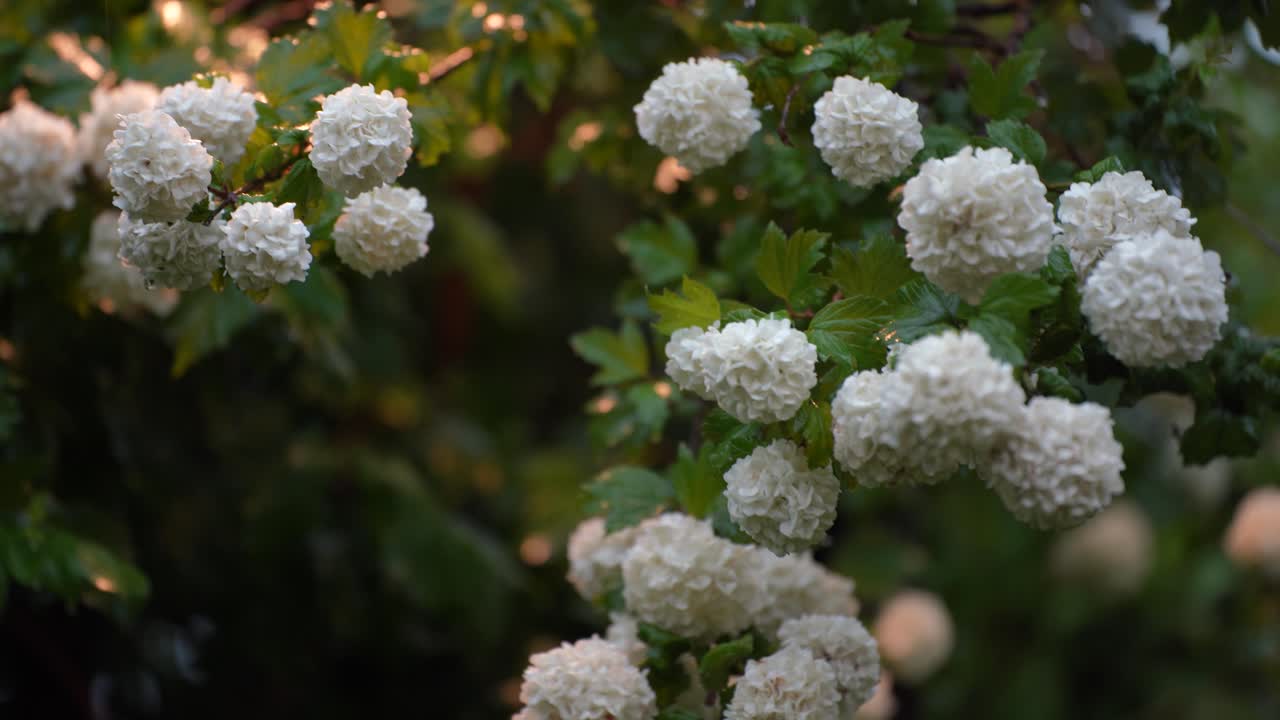 flor decorativa blanca viburnum opulus "roseum" - bola de nieve común: arbusto de hoja caduca, flores de primavera