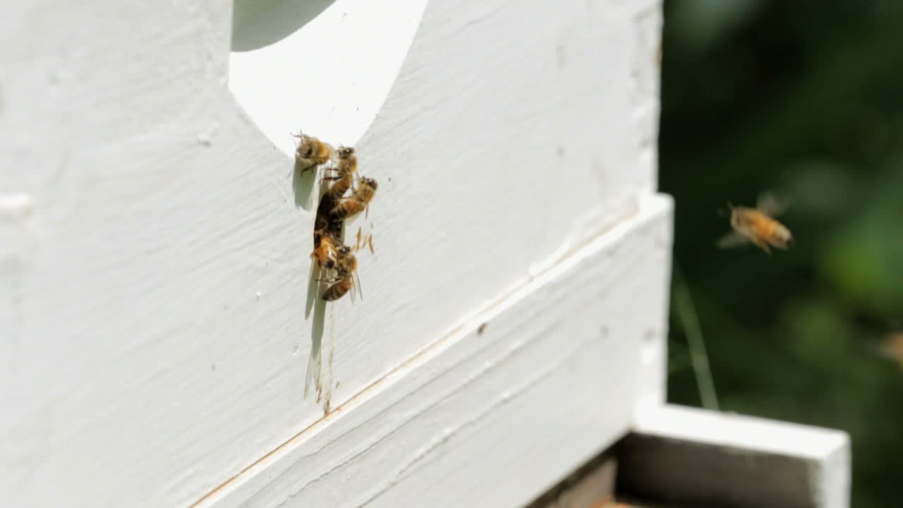 Close up of bees flying in and out of their hive.