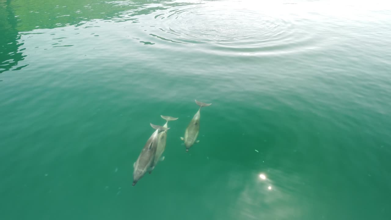 공중에서 볼 수 있는 돌고래들이 크리스탈처럼 고 푸른 물 속에서 천천히 헤엄치고 있다.