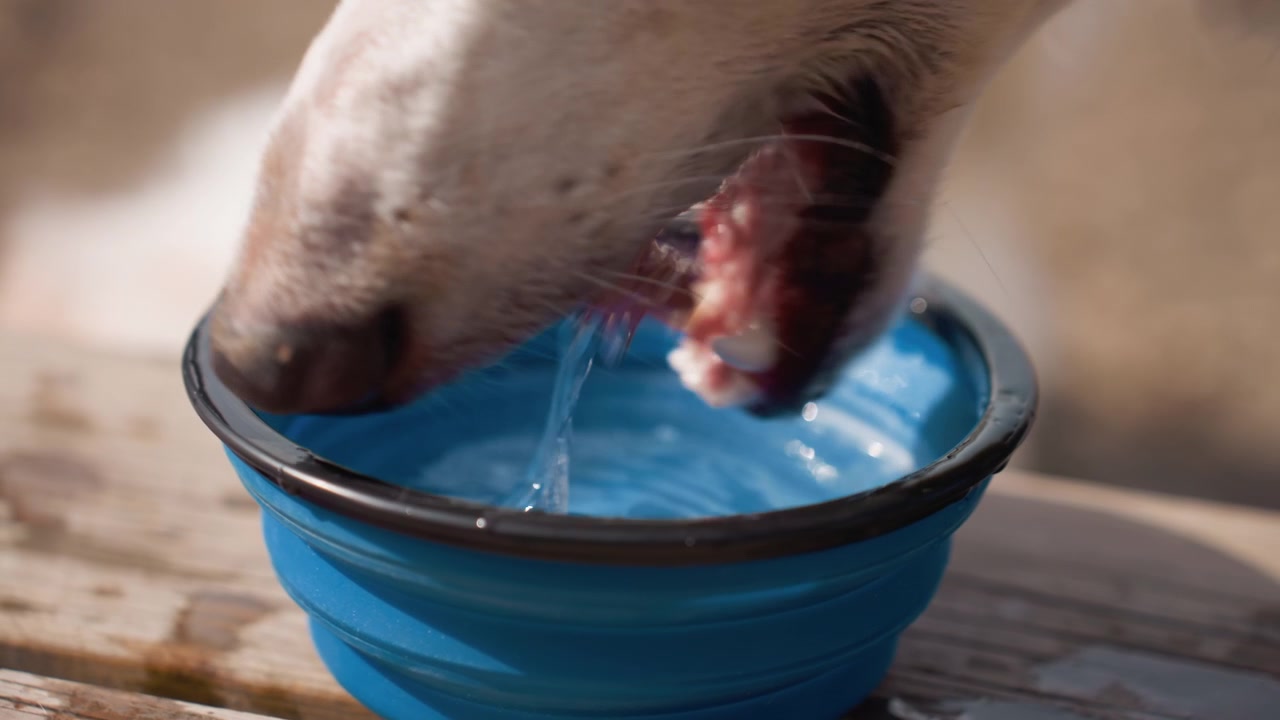 Cão branco bebe água de uma tigela dobrável azul em uma superfície de madeira. Vista em close-up foca na ação de beber com luz natural suave e profundidade de campo rasa enfatizando a textura.