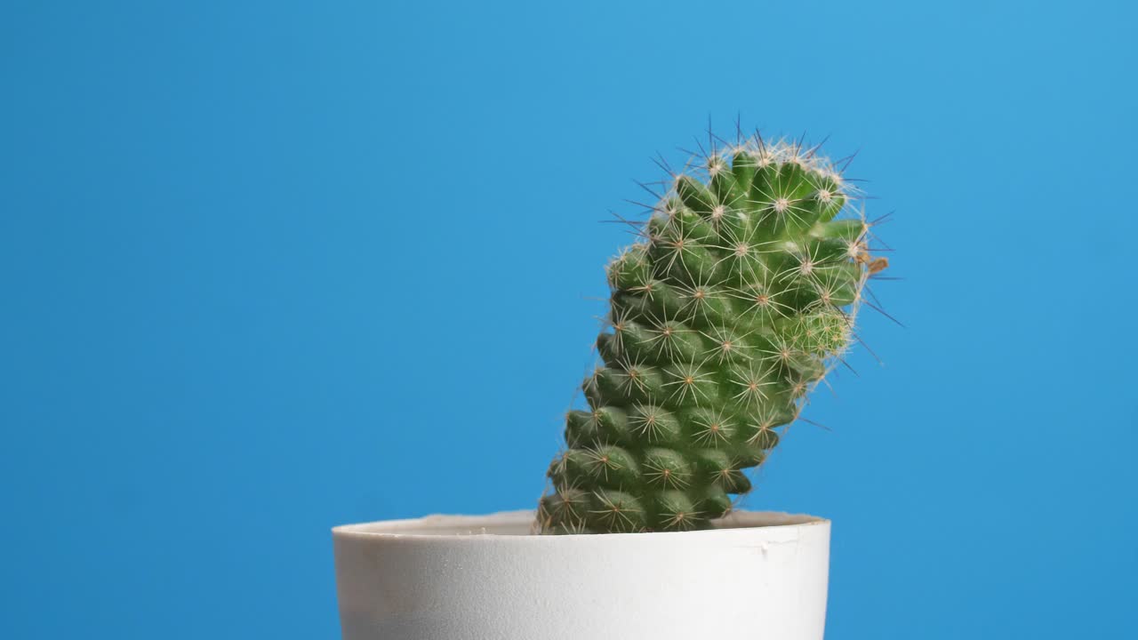 Pianta di Mammillaria Spinosissima che gira su se stessa su sfondo blu