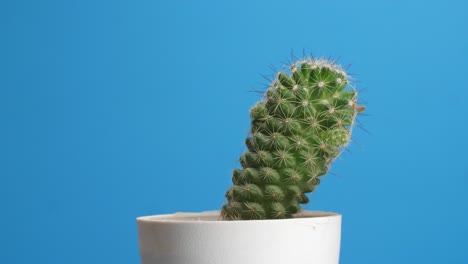 planta mammillaria spinosissima girando a su alrededor en el fondo de la pantalla azul