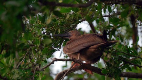 un morfo adulto de patas rojas se sienta en la rama de un árbol al atardecer en little cayman en las islas caimán