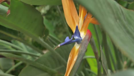 Close-up-detail-of-Bird-of-paradise-orange-flower-plant,-Botanical-garden