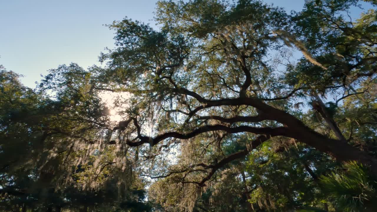 Walking Under Beautiful Virginia Live Oak Trees With Spanish Moss In Hilton  Head, South Carolina Free Stock Video Footage Download Clips