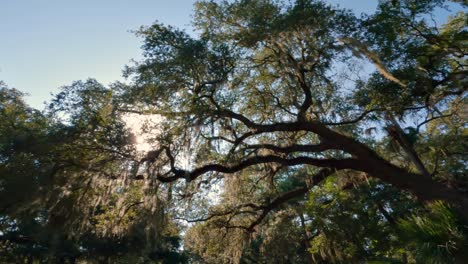 Walking-Under-beautiful-Virginia-live-oak-trees-with-spanish-moss-in-Hilton-Head,-South-Carolina