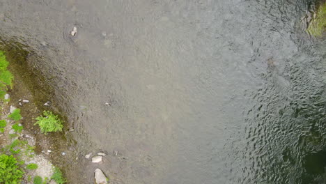 Drone-taking-off-from-small-river,-revealing-surrounding-area-with-bright-green-forest-and-tall-trees