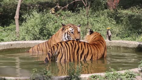 beautiful young indian bengal tigers making love and enjoying summer in water pond in zoo park
