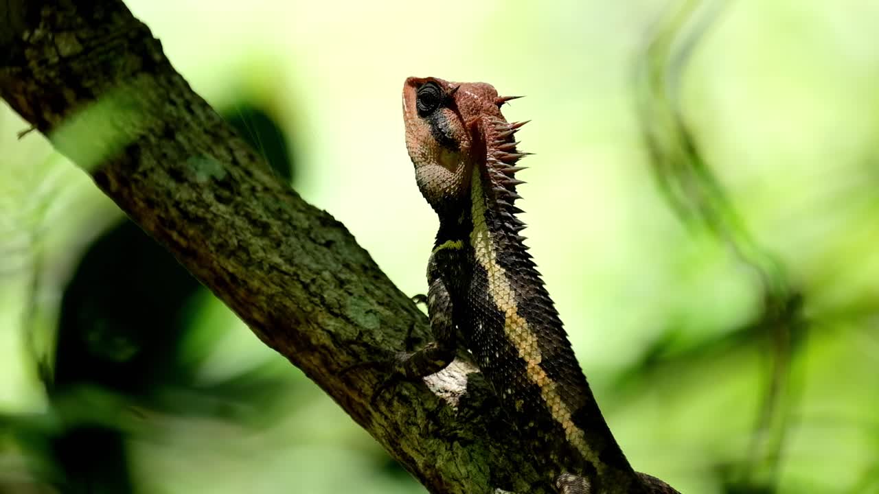 숲 깊은 곳에 있는 나뭇가지에 쉬고 있는 동안 태양에 노출된 머리, 숲 정원 도마뱀 calotes 엠마, kaeng krachan 국립 공원, 태국