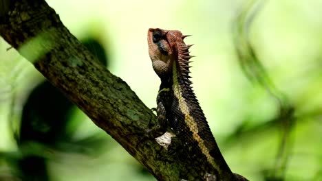 Kopf-Der-Sonne-Ausgesetzt,-Während-Er-Sich-Auf-Einem-Ast-Tief-Im-Wald-Ausruht,-Waldgarteneidechse-Calotes-Emma,-Kaeng-Krachan-Nationalpark,-Thailand