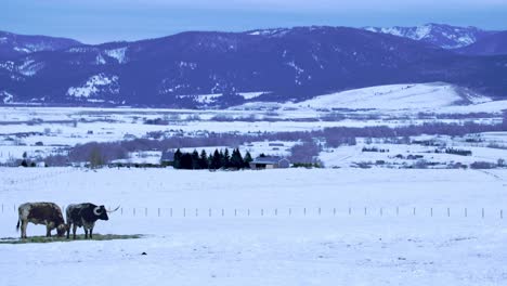 texas longhorn cattle grazing hay in snowy pasture