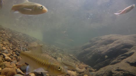 el parque nacional kaeng krachan es el hogar de muchos animales salvajes fantásticos y los arroyos son una fuente de vida de agua dulce para que los animales beban y los peces naden.
