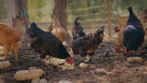 chickens feed on vegetables in a chicken coop slow motion