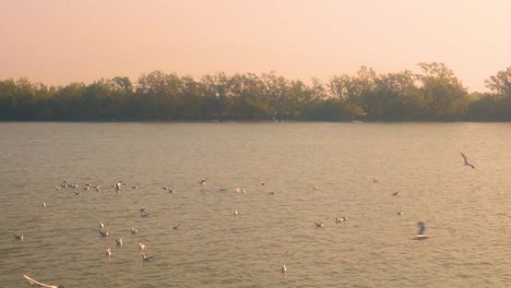 Möwen-Fliegen-Auf-Dem-Weg-Nach-St