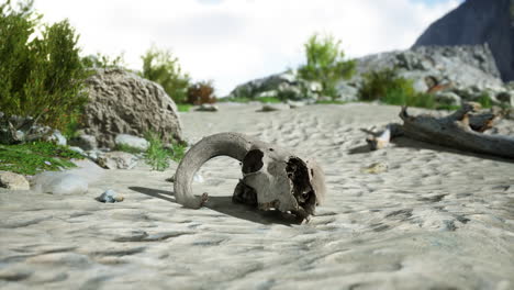 a bighorn sheep skull lies in the sand of a desert landscape.