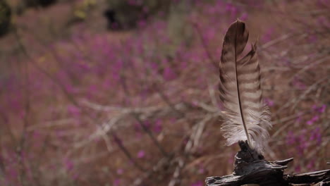 feather in nature