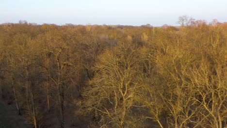 [drone]panning shot of tree tops without leafs in spring