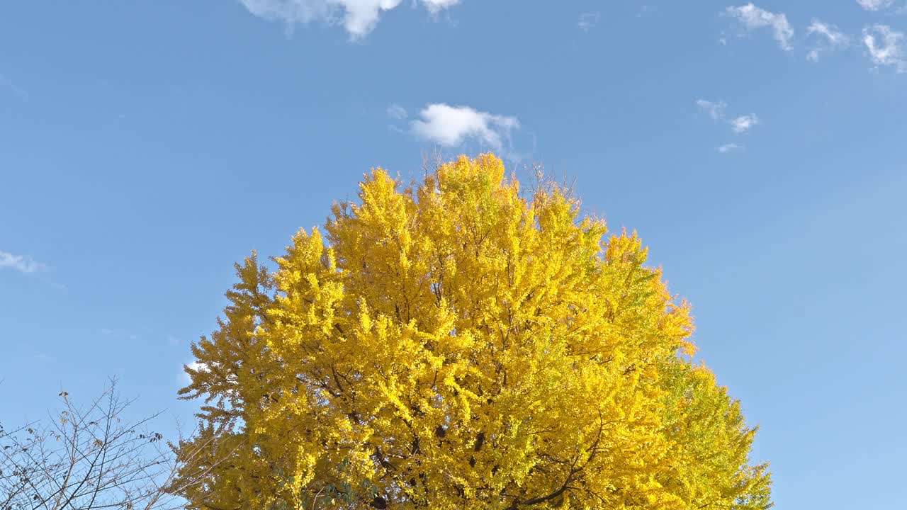 A tall ginkgo tree with vibrant golden leaves stands against a clear blue sky, capturing the beauty of autumn.