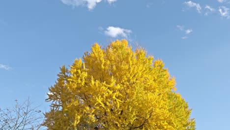 a tall ginkgo tree with vibrant golden leaves stands against a clear blue sky, capturing the beauty of autumn.